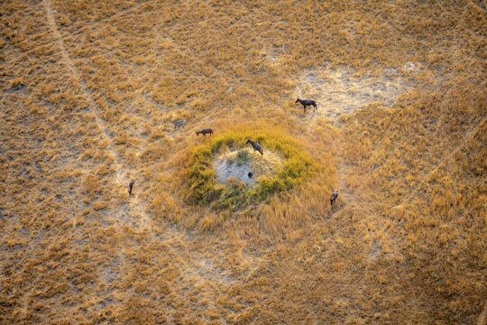 Tsessebe (Damaliscus lunatus), group on a termite hill, savanna with yellow grass, aerial view, Okavango Delta, Botswana