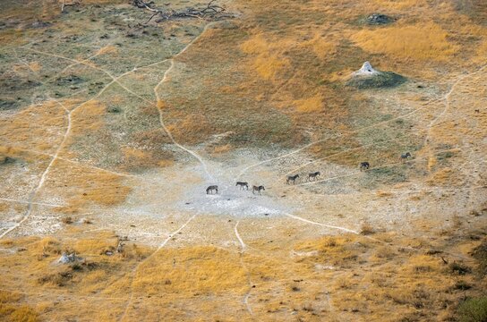 Steppe zebras (Equus quagga), savanna landscape with yellow grass and termite hills, aerial view, Okavango Delta, Botswana
