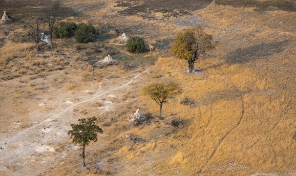 Savanna landscape with yellow grass and termite hills, aerial view, Okavango Delta, Botswana