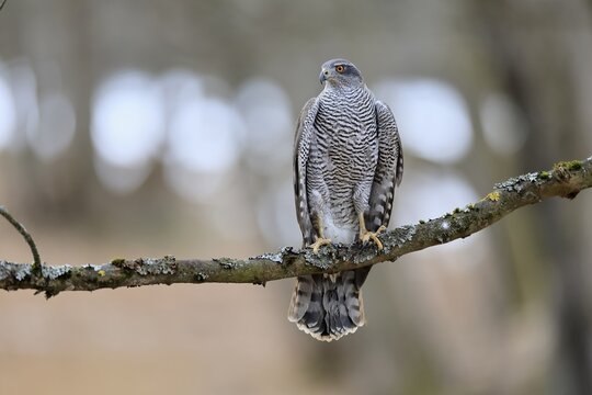 Hawk (Astur gentilis), adult, female, on tree, in winter, alert, Bohemian Forest, Czech Republic, Europe, Germany