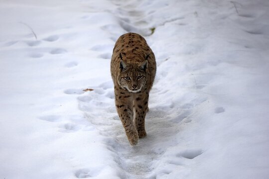 Carpathian lynx (Lynx lynx carpathicus), adult, in winter, in snow, running, stalking, alert, Bavarian Forest, Bavaria, Germany, Europe, Germany