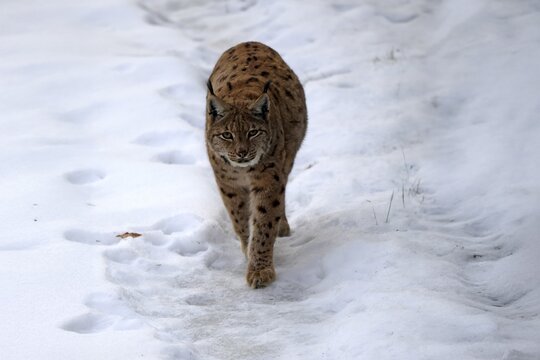 Carpathian lynx (Lynx lynx carpathicus), adult, in winter, in snow, running, stalking, alert, Bavarian Forest, Bavaria, Germany, Europe, Germany