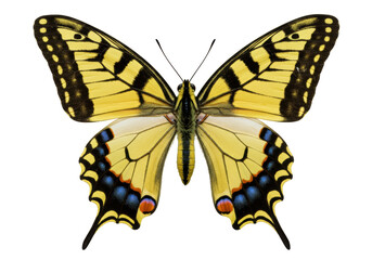 Isolated Eastern Tiger Swallowtail butterfly spreading wings in detailed view in sunlight