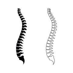 Spinal cord vector icon on transparent background 
