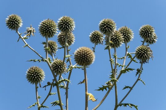 Globular thistles (Echinops), Baden-W&uuml;rttemberg, Germany