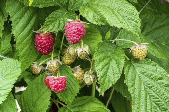 Raspberry (Rubus idaeus), ripe and unripe fruits, Baden-W&uuml;rttemberg, Germany