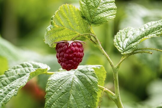 Raspberry (Rubus idaeus), ripe fruit, Baden-W&uuml;rttemberg, Germany