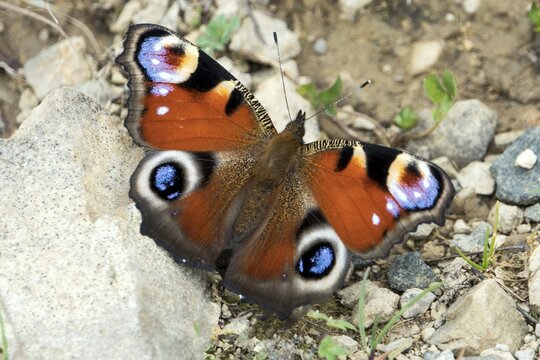 Tagpfauenauge (Aglais io), Oberallg&auml;u, Allg&auml;u, Bavaria, Germany
