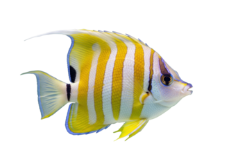 Isolated reef fish, beautiful tropical striped fish, ocean life, animal, nature, wildlife
