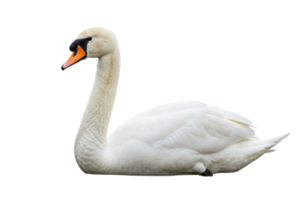 Isolated Mute Swan with Elegant Neck Curvature in Full Profile Wildlife Bird Photography