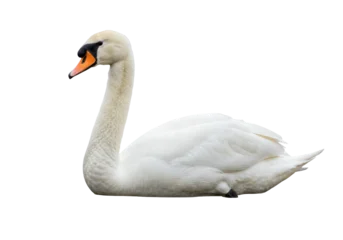 Gardinen Schwan Isolated Mute Swan with Elegant Neck Curvature in Full Profile Wildlife Bird Photography  © Sergiu