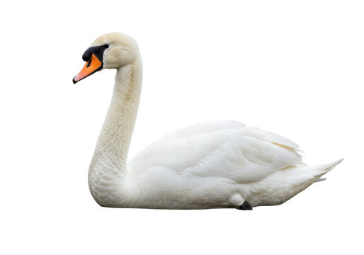 Isolated Mute Swan with Elegant Neck Curvature in Full Profile Wildlife Bird Photography