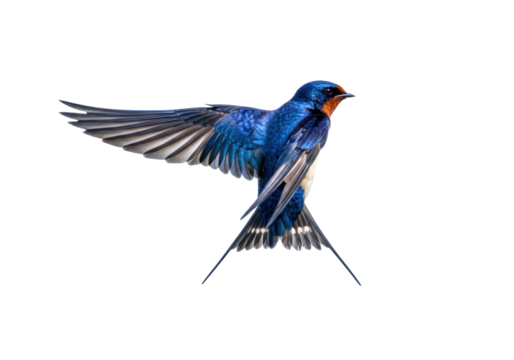 Isolated Swallow in Flight showing its Blue Plumage, Barn Swallow taking Off with wings open
