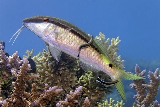 Longbartel red mullet (Parupeneus macronemus) with common cleaning fish (Labroides dimidiatus), two, cleaning station, Red Sea, Marsa Alam, Egypt