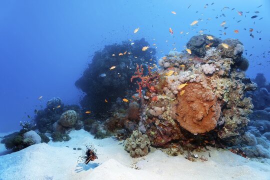 Small coral reef with various corals, schools of fish, swarm of jeweled sea bass (Pseudanthias Squamipinnis), Indian lionfish (Ptrois milas) swimming across sandy bottom, Red Sea, Mars Alam, Egypt