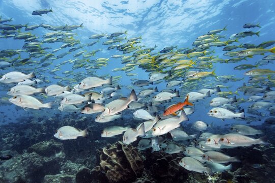 Mixed swarm, fish swarm, black sweet lip (Plectorhinchus Sordidus) in front, large school mullet (Mulloidychthys vanicolensis), Arabian Sea, Indian Ocean, Salala, Dhofar Governorate, Oman