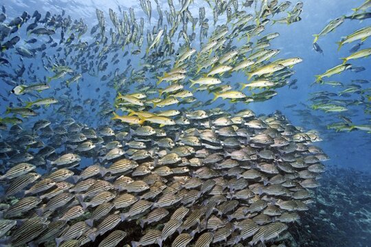 Mixed swarm, bronze-striped grunt (Pomadasys taeniatus) and large school mullet (Mulloidychthys vanicolensis), Arabian Sea, Indian Ocean, Salala, Dhofar Governorate, Oman