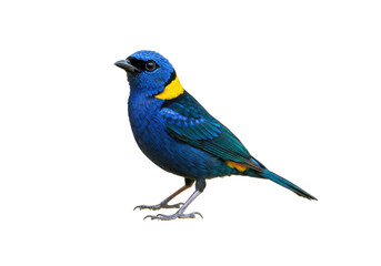 Isolated Blue-and-yellow Tanager bird with vivid plumage stands on its feet in a studio shot