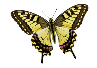 Isolated Yellow Swallowtail butterfly with wings spread and intricate patterns, vibrant insect