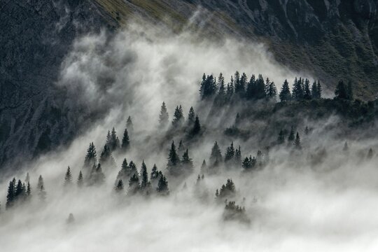 Ridge with conifers sticking out of fog, Allg&auml;u Alps, near Oberstdorf, Oberallg&auml;u, Allg&auml;u, Bavaria, Germany
