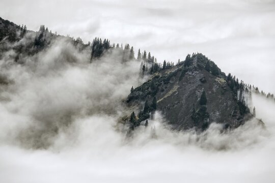 Ridge with conifers sticking out of fog, Allg&auml;u Alps, near Oberstdorf, Oberallg&auml;u, Allg&auml;u, Bavaria, Germany