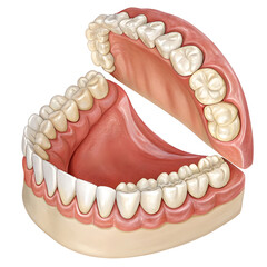 Detailed illustration of human teeth with full upper and lower jaw, isolated on white background, for medical