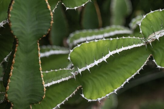 Euphorbia, Princess of Wales Conservatory, Royal Botanic Gardens (Kew Gardens), UNESCO World Heritage Site, Kew, Greater London, England, United Kingdom