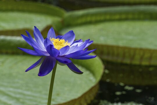 Water lily (Nymphea), Princess of Wales Conservatory, Royal Botanic Gardens (Kew Gardens), UNESCO World Heritage Site, Kew, Greater London, England, Great Britain