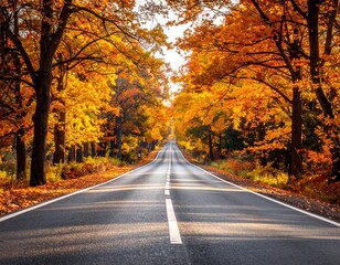 Fototapeta premium road in autumn