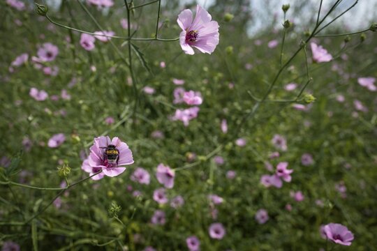 Pink wildflowers, bumblebee sitting on flower, Royal Botanic Gardens (Kew Gardens), UNESCO World Heritage Site, Kew, Greater London, England, Great Britain