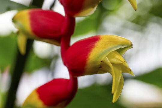 Close-up of heliconia flower (Heliconia), also known as lobster claw or False bird-of-paradise, Princess of Wales Conservatory, Royal Botanic Gardens (Kew Gardens), UNESCO World Heritage Site, Kew, Greater London, England, United Kingdom
