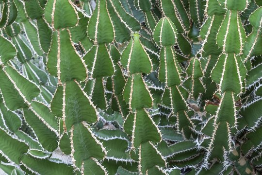 Euphorbia, Princess of Wales Conservatory, Royal Botanic Gardens (Kew Gardens), UNESCO World Heritage Site, Kew, Greater London, England, United Kingdom