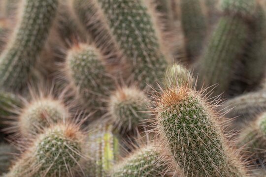 Close-up of the spiny surface of cacti, Echinopsis, Princess of Wales Conservatory, Royal Botanic Gardens (Kew Gardens), UNESCO World Heritage Site, Kew, Greater London, England, United Kingdom