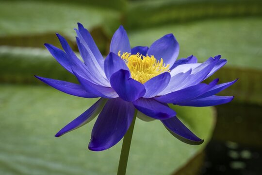 Water lily (Nymphea), Princess of Wales Conservatory, Royal Botanic Gardens (Kew Gardens), UNESCO World Heritage Site, Kew, Greater London, England, Great Britain