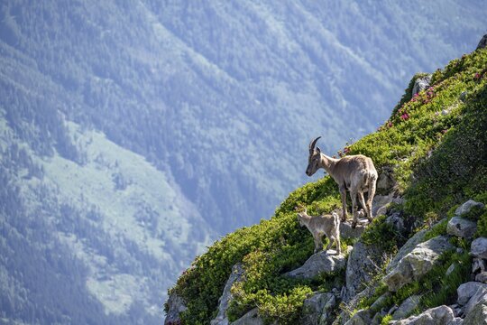 Alpine ibex (Capra ibex), mother with young with alpine roses, Aiguille Rouges, Chamonix, France