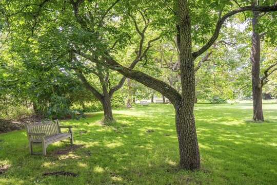 Bench under a tree in a shady park with green lawn on a sunny day, Royal Botanic Gardens (Kew Gardens), UNESCO World Heritage Site, Kew, Greater London, England, United Kingdom