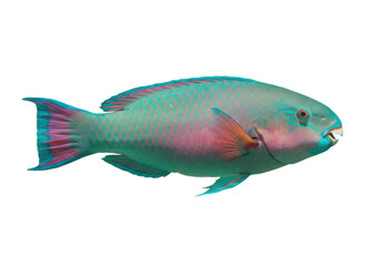 Fototapeta premium Isolated colorful parrotfish swimming, an aquatic marine animal found in tropical oceans