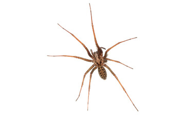A large UK house spider on a white background