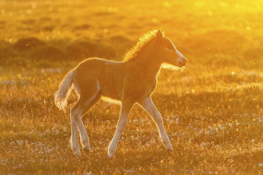 Foal, Icelandic horse (Equus islandicus), in the light of the midnight sun, Hofsos or Hofs&oacute;s, Skagafj&ouml;r&eth;ur, Nor&eth;urland, Iceland