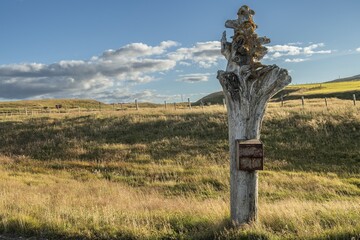 Letterbox attached to a driftwood trunk, Steingrímsfjörður, Westfjords, Northwest Iceland, Iceland