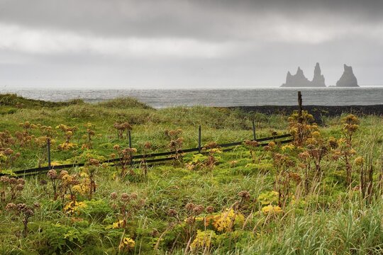 Beach with beach grass and angelica, wooden fence, rainy atmosphere, rock group Reynisdrangar near V&iacute;k &iacute; M&yacute;rdal or Vik with the Skessudrangur, the Laddrangur and the Langhamar, according to legend three petrified trolls, south coast, Iceland
