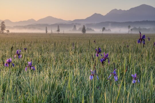 Irises, flowers, morning light, mood, spring, Staffelsee, Murnau, Alpine foothills, Bavaria, Germany