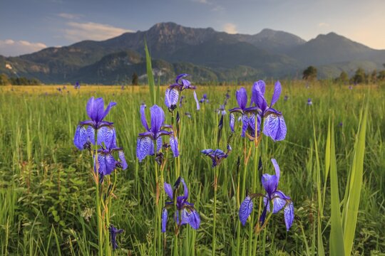 Irises, flowers, evening light, mood, spring, Loisach-Lake Kochel moor, view of Herzogstand, Heimgarten, Alpine foothills, Bavaria, Germany