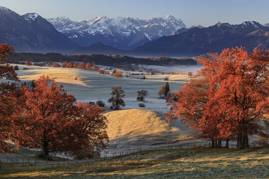 Autumn coloured trees, oaks, meadow, hoarfrost, morning light, Aidling, view of Zugspitze, Alpine foothills, Bavaria, Germany