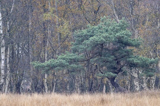 Pine (Pinus sylvestris) and birch (Betula pendula) in the moor, Emsland, Lower Saxony, Germany