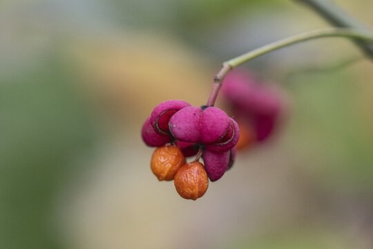 Peacock, spindle bush (Euonymus europaeus), fruit stand, Emsland, Lower Saxony, Germany