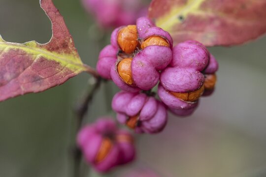 Peacock, spindle bush (Euonymus europaeus), fruit stand, Emsland, Lower Saxony, Germany