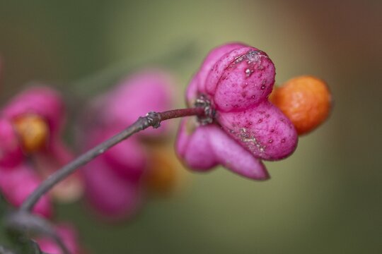 Peacock, spindle bush (Euonymus europaeus), fruit stand, Emsland, Lower Saxony, Germany