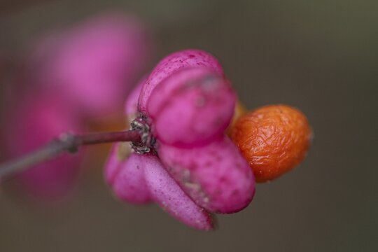 Peacock, spindle bush (Euonymus europaeus), fruit stand, Emsland, Lower Saxony, Germany