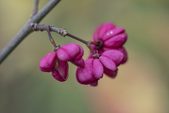 Peacock, spindle bush (Euonymus europaeus), fruit stand, Emsland, Lower Saxony, Germany